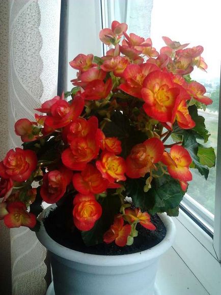 Begonia elatior razmnozhnie, otthoni gondozást, fotók