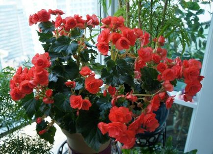 Begonia elatior îngrijire la domiciliu, transplant, reproducere