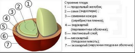 Біла м'якоть під цедрою апельсина - як утилізувати з користю