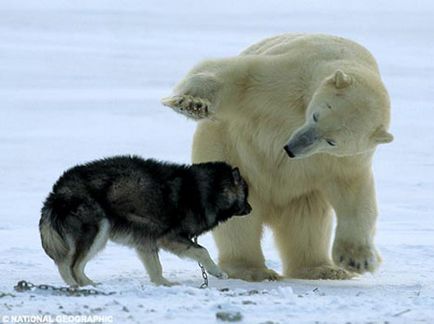 Білий ведмідь подружився з собакою - це цікаво