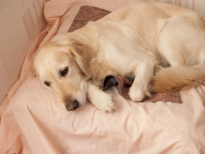 Sarcina la câini cât durează și cum să se nască în mod corespunzător