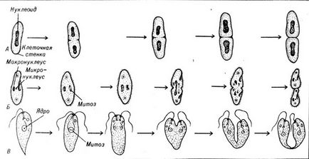 agamobium