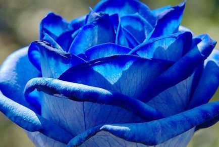 Чи бувають сині троянди