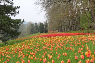 Lacul Constance (Bodensee, Lacul Constance)