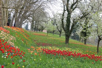 Боденське озеро (озеро Констанц) (bodensee, lake constance)