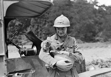 Harc a macskák! Fényképek macskák katonák háborúban