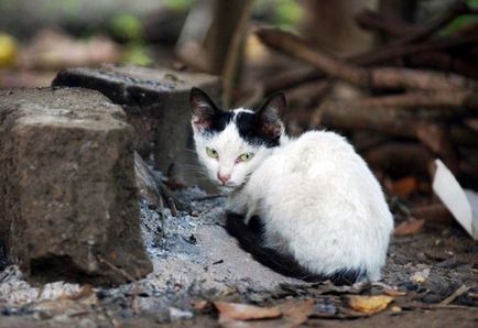 Бойові коти! Фотографії котів з солдатами на війні