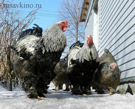 Boli ale găinilor