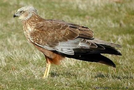 Marsh harrier - furtună de corpuri de apă dulce