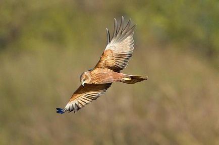 Marsh harrier - furtună de corpuri de apă dulce