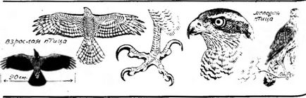 Великий яструб, або тетеревятник (accipiter gentilis), хижі птахи лісу, бібліотека, полювання без
