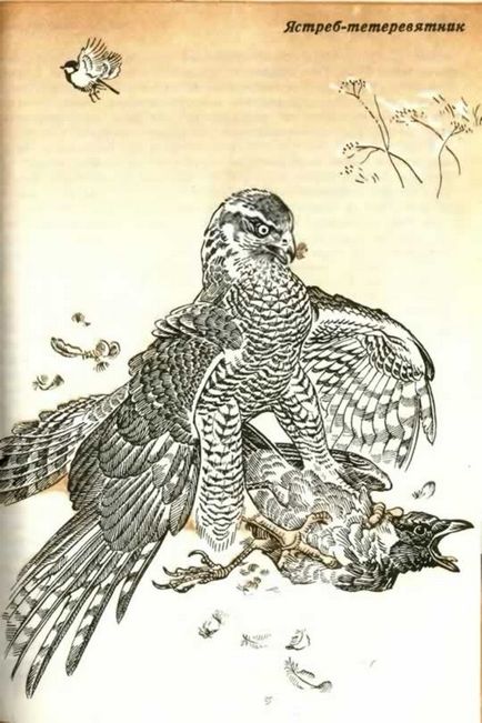 Великий яструб, або тетеревятник (accipiter gentilis), хижі птахи лісу, бібліотека, полювання без