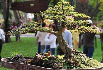 Bonsai în grădină 1