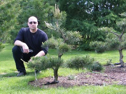 Bonsai în grădină