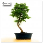 Bonsai kert 1