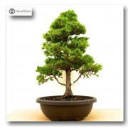 Bonsai kert 1