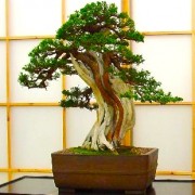 Bonsai kert 1