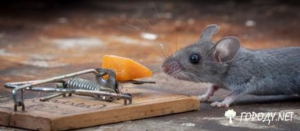 Luptele cu șoareci