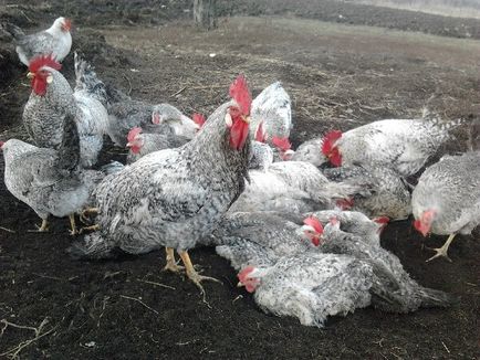 Borkovskaya Képi fajta csirkék - leírása, képek és videó