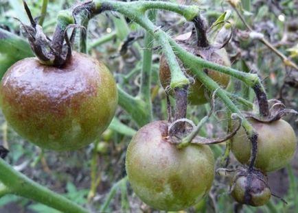 Acid boric pentru tomate care pulverizează roșiile din boală