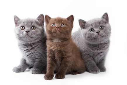 British Shorthair descrierea rasei de pisici, materiale foto si video, recenzii de rasa