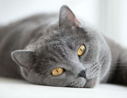 British Shorthair descrierea rasei de pisici, materiale foto si video, recenzii de rasa