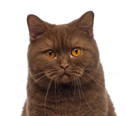 Британська короткошерста кішка опис породи, фото і відео матеріали, відгуки про породу