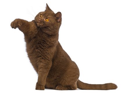 British Shorthair descrierea rasei de pisici, materiale foto si video, recenzii de rasa