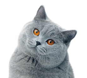 British Shorthair descrierea rasei de pisici, materiale foto si video, recenzii de rasa