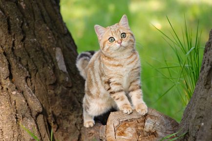 Британська короткошерста кішка опис породи, фото і відео матеріали, відгуки про породу