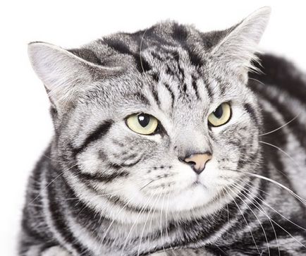 British Shorthair descrierea rasei de pisici, materiale foto si video, recenzii de rasa