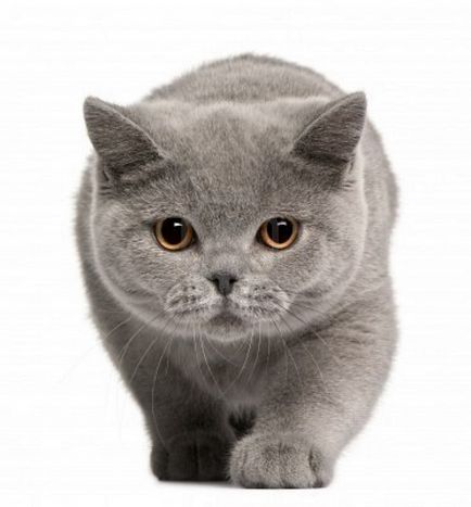 Pisica britanica - istorie si caracteristici ale rasei