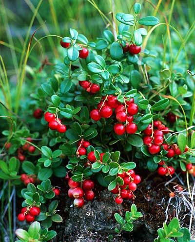Cranberries cystitis hasznos receptek és tulajdonságait növények