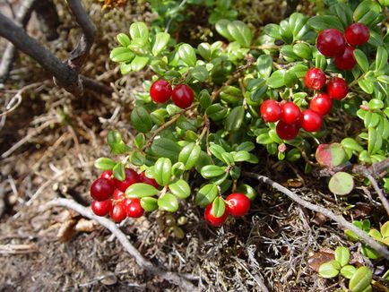 Cowberry cu cistita retetele utile si proprietatile plantei