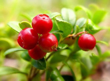 Lingonberry gyűjtése és előkészítése