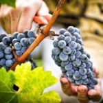 Lingonberry gyűjtése és előkészítése (vörösáfonya) Lingonberry gyűjtése és előkészítése