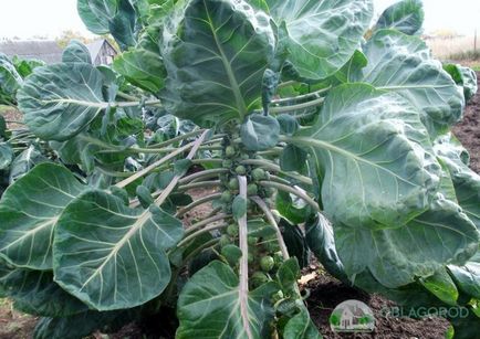 Varza de Bruxelles - cultivarea și îngrijirea conform tuturor regulilor (cultivarea) Varza de Bruxelles - cultivarea și îngrijirea conform tuturor regulilor