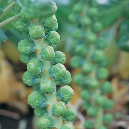 Varza de Bruxelles - cultivarea și îngrijirea conform tuturor regulilor (pot fi cultivate puieți) Varza de Bruxelles - cultivarea și îngrijirea conform tuturor regulilor