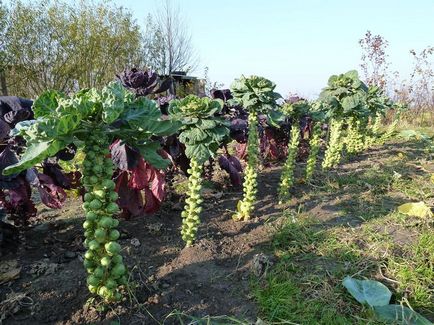 Брюссельська капуста - вирощування і догляд за всіма правилами