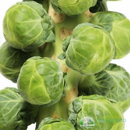 Varza de Bruxelles - cultivarea și îngrijirea conform tuturor regulilor (varză) Varza de Bruxelles - cultivarea și îngrijirea conform tuturor regulilor