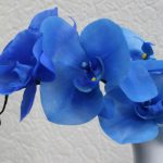 Rovarok orchidea, hogyan kell kezelni a kis hibákat a virágok (harcolni) Rovarok orchidea, hogyan kell kezelni a kis hibákat a virágok