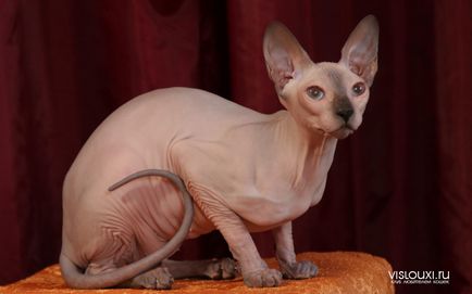 Sphynx pisica