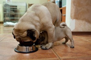Чим годувати мопса правила годування, що любить собака цієї породи, ніж його можна годувати в домашніх