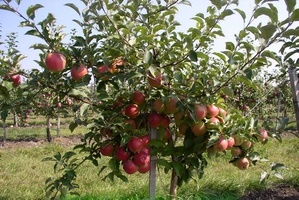 Через скільки років після посадки плодоносить яблуня магія рослин