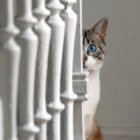 Ce trebuie făcut dacă o pisică sau o pisică privește ceva invizibil
