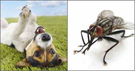 Ce se întâmplă dacă muște în mod constant urechile câinelui