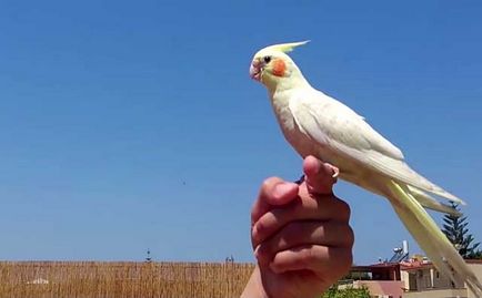 Ce trebuie să faceți dacă papagalul corella se exfoliază, înfundând în papagalii lui Corella (foto)