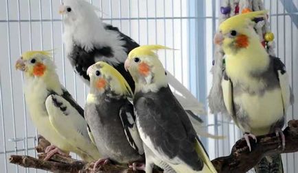 Ce trebuie să faceți dacă papagalul corella se exfoliază, înfundând în papagalii lui Corella (foto)