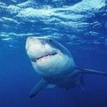 Ce să faceți dacă ați întâlnit un rechin