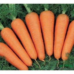 Ce să faci atunci când morcovii sparg de ce morcovii se sparg în pământ